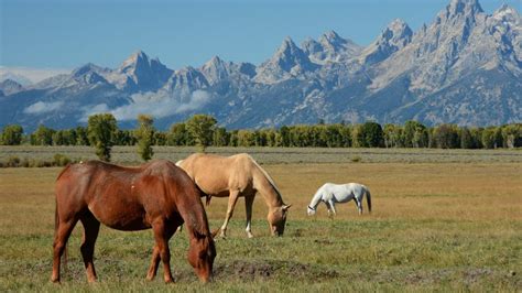 The Hoodoo <b>Ranch</b> is considered one of the <b>largest</b> historical ranches. . Largest ranch in wyoming
